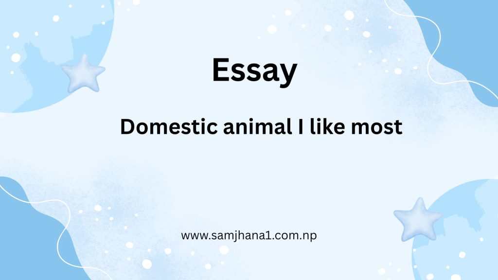 Domestic animal I like most